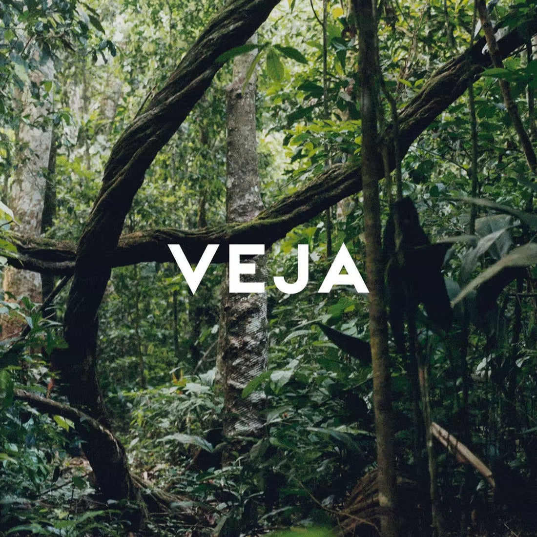 Bosque amazónico — origen del caucho silvestre que Veja usa para sus zapatillas