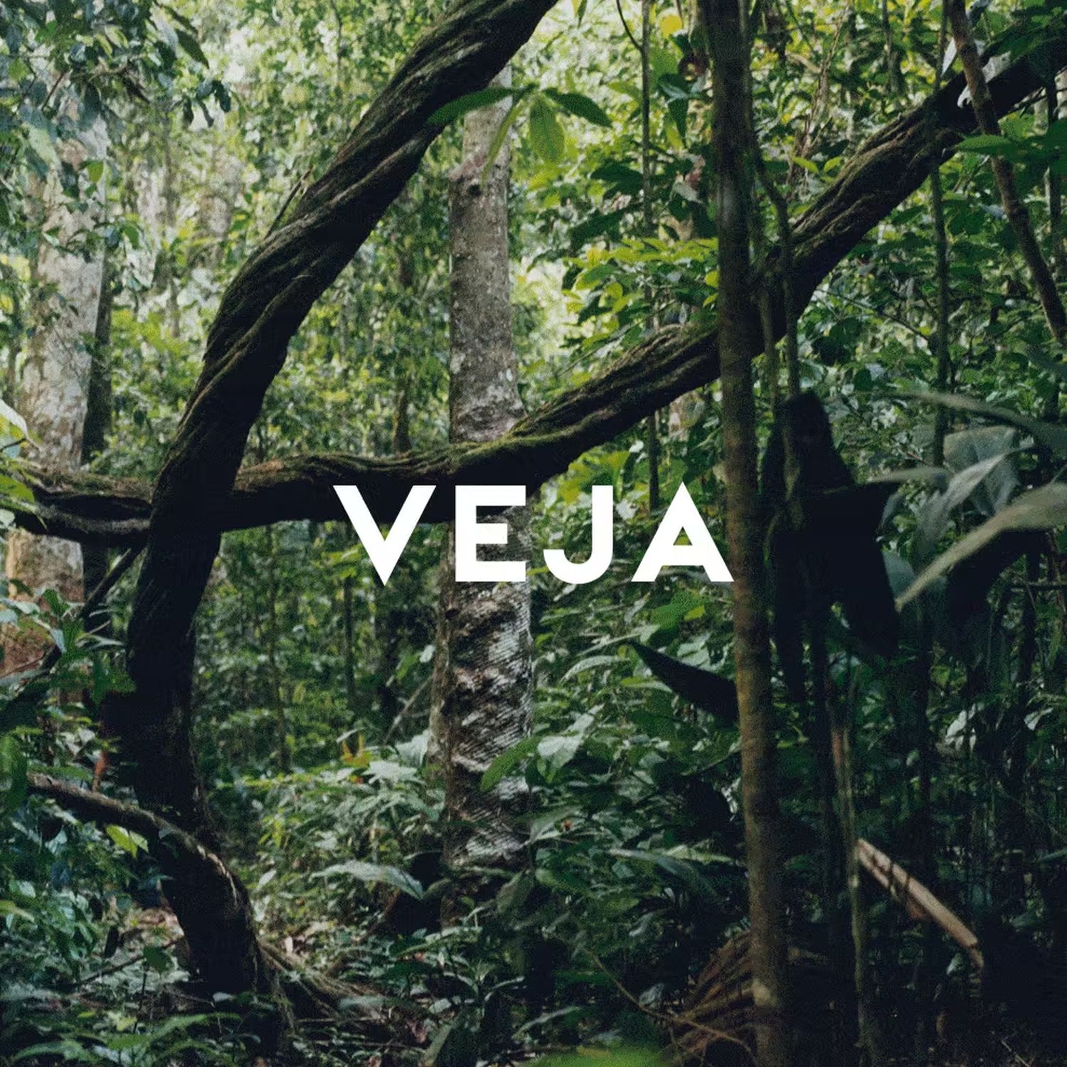 Bosque amazónico — origen del caucho silvestre que Veja usa para sus zapatillas
