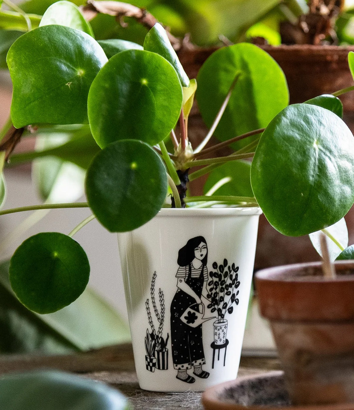 Helen B Cup Plant lover